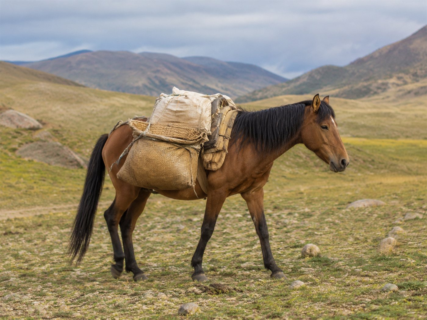 الخيل تحمل الأمتعة