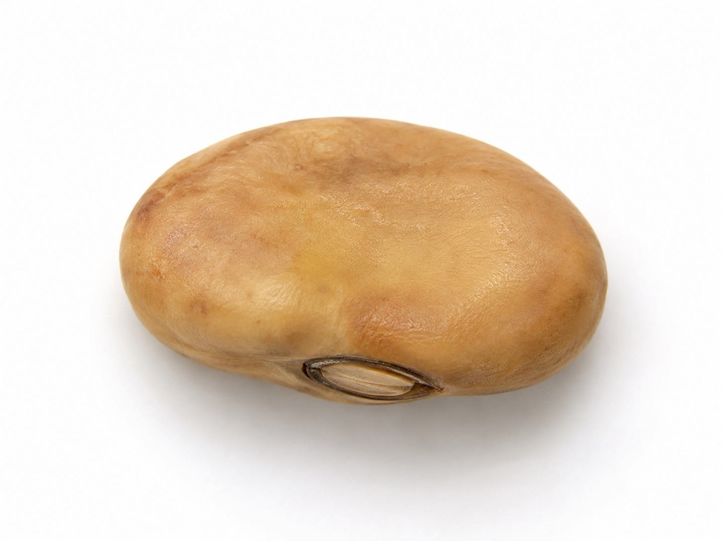 بذرة