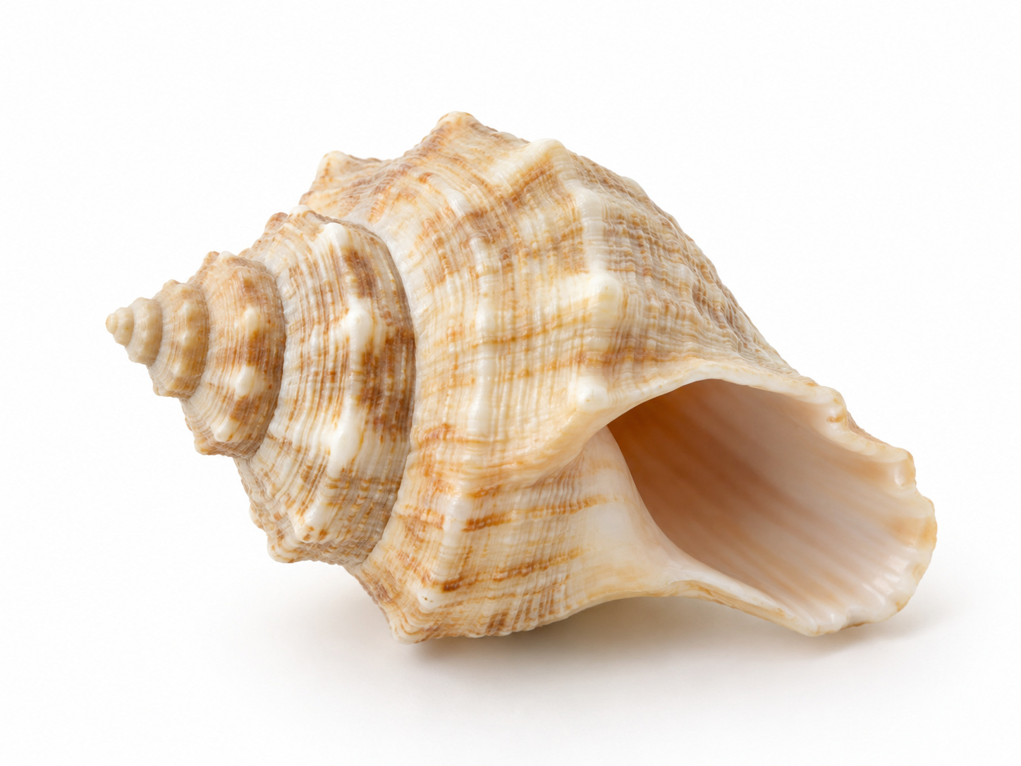 صدفة